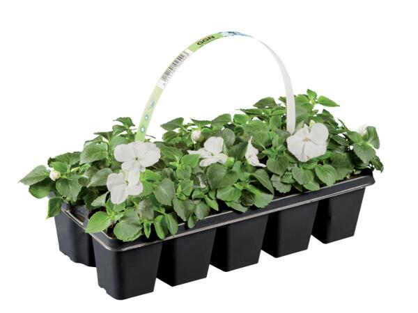 Garden Plants