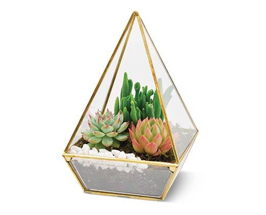 Geometric Terrarium Assorted Varieties