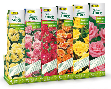 Rosenstock