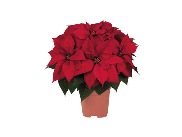 Large Poinsettia