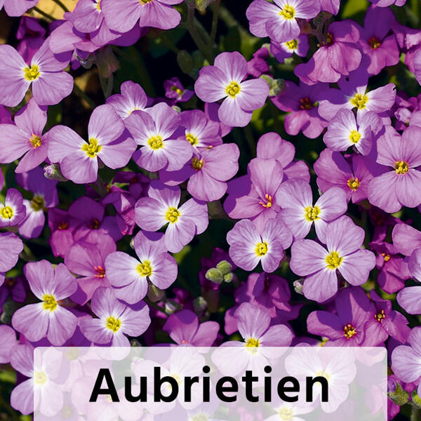 Zwiebel-/ Frühjahrsstauden