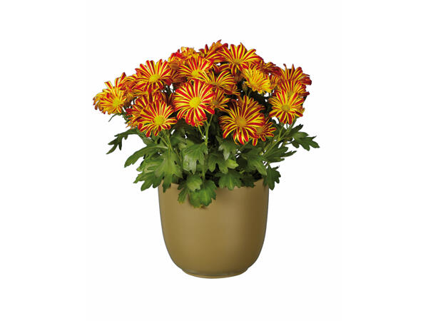 Chrysanthèmes " Elle Fleur "
