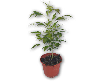 Piante CBD