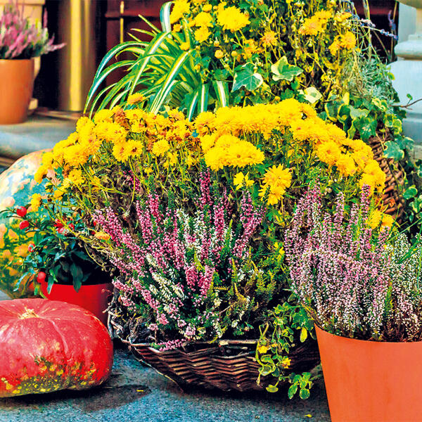 Heidegarten Mix