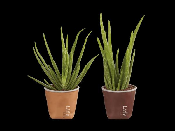 Aloe Vera "Lifestyle" in Keramik