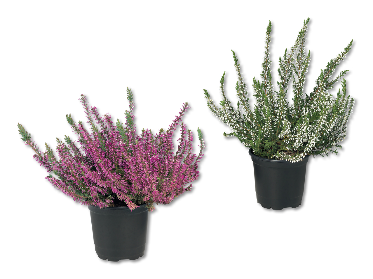 Bruyère (Calluna vulgaris)