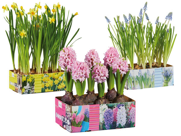 Blumenzwiebel Sixpack