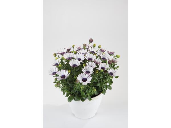 Daisies
