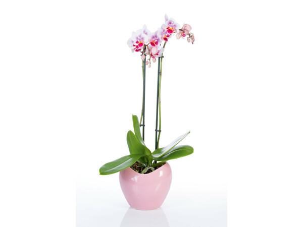 Phalaenopsis dans un pot en céramique