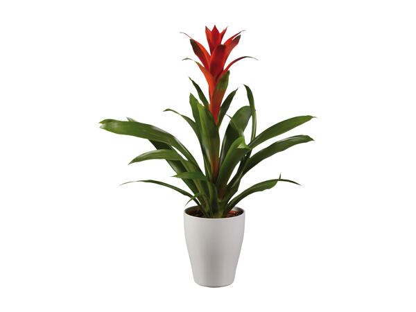 Vriesea or Guzmania