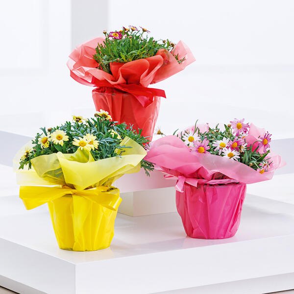 Chrysantheme