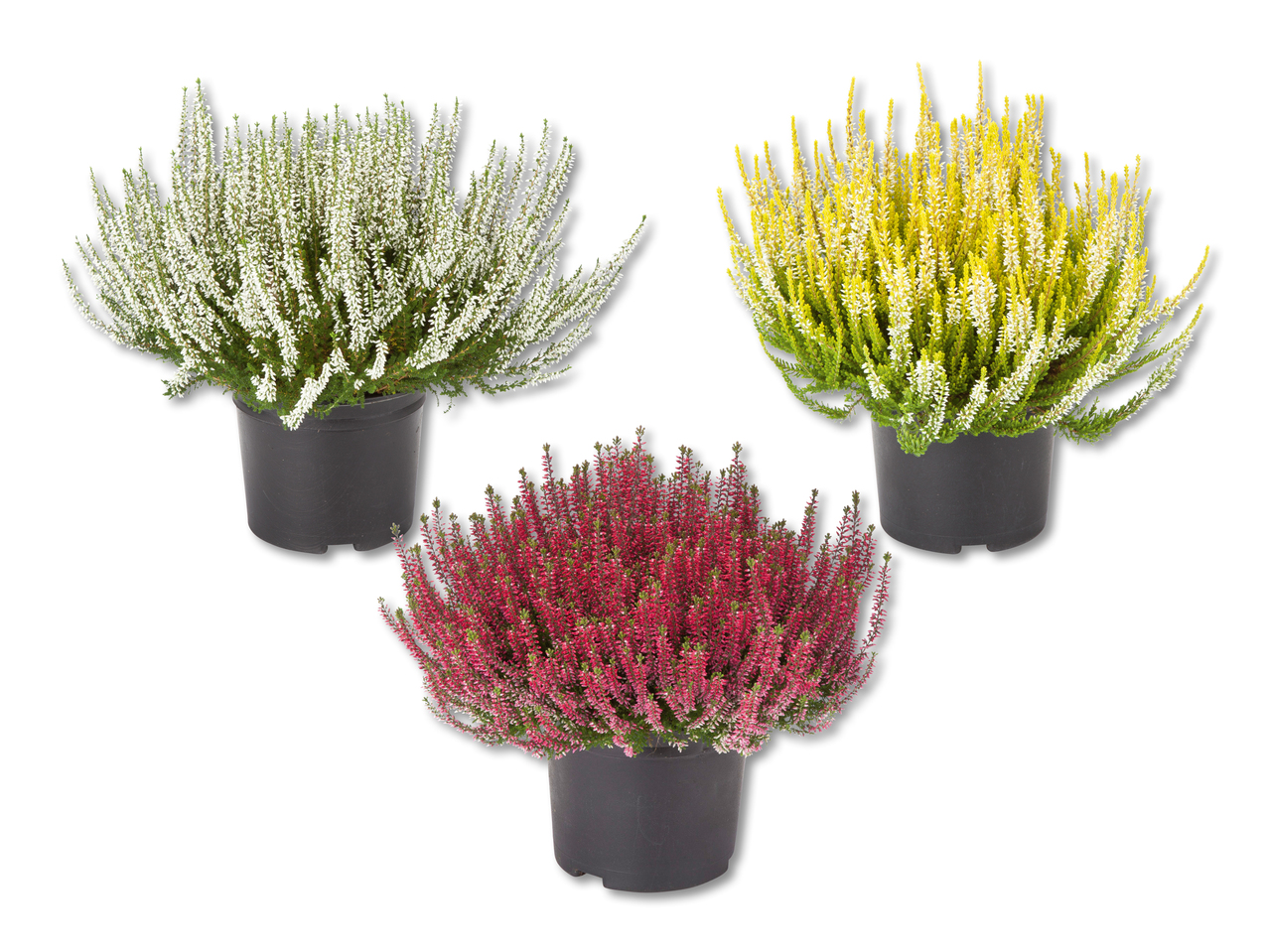 Bruyère (Calluna vulgaris) XXL