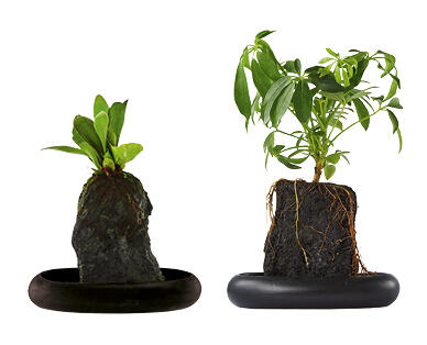 Indoor Desk Plant
