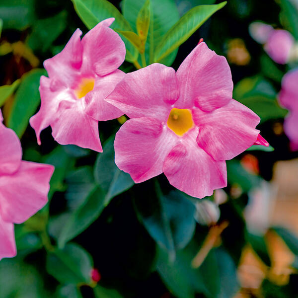 Dipladenia