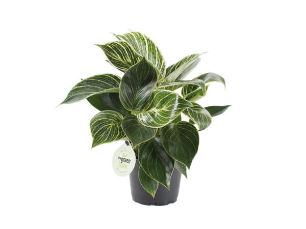 Philodendron White Measure