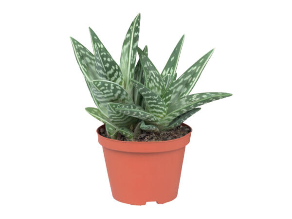 Succulent