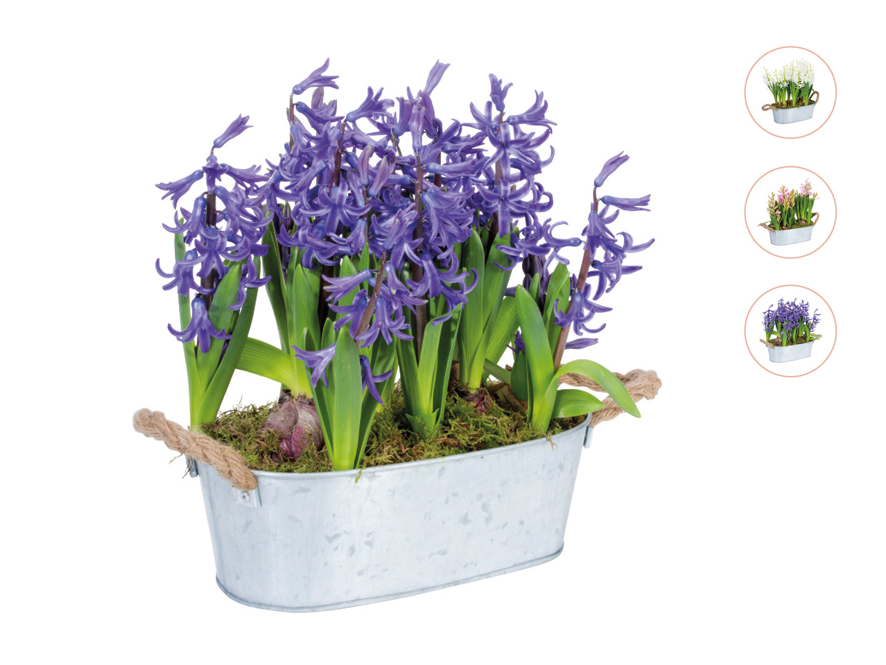 Hyacinth in Zinc Bowl1