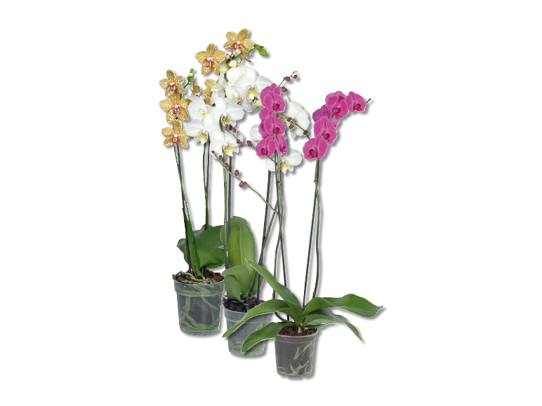 Phalaenopsis 2 tiges (dès 26.11.)