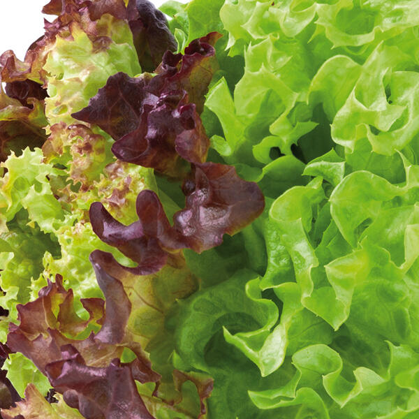 Bio-Salat