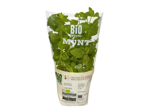 Menthe bio XXL