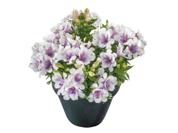 Alstromeria