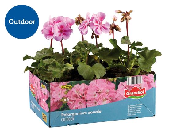 Upright Geraniums