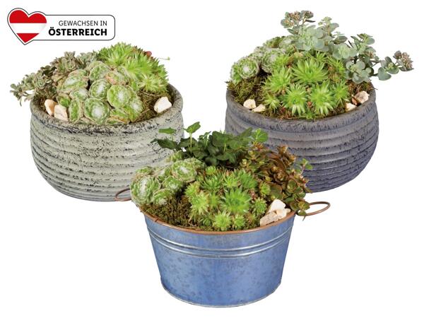 Sempervivum (Hauswurz) Trio