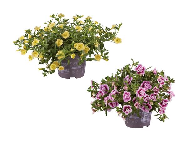 Dobbeltblomstrende minipetunia