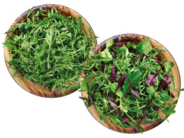 Mix-Salat oder Rucola