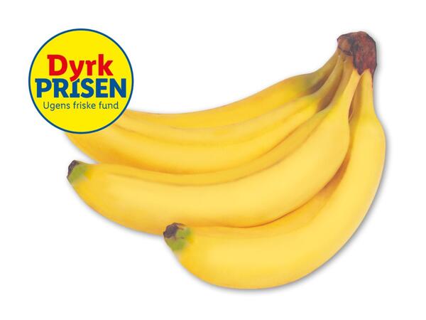 Rainforestbanan
