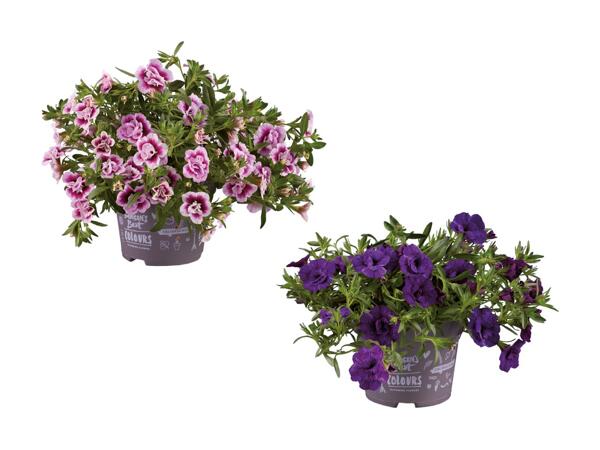 Dobbeltblomstrende minipetunia