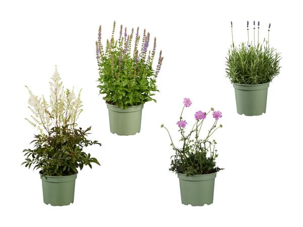 Stor staudeplante