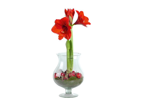 Amaryllis