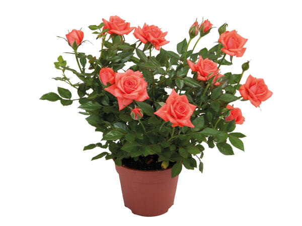 Mini Rose