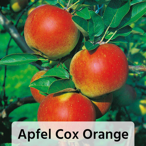 Obstbaum im Jutesack