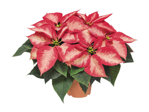 Poinsettia