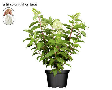 ORTENSIA PANICULATA