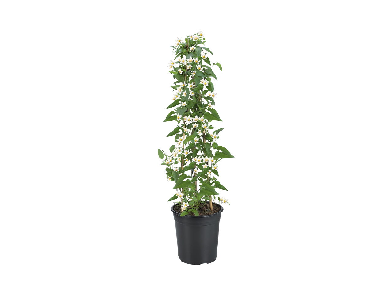 Jasmine Nightshade1