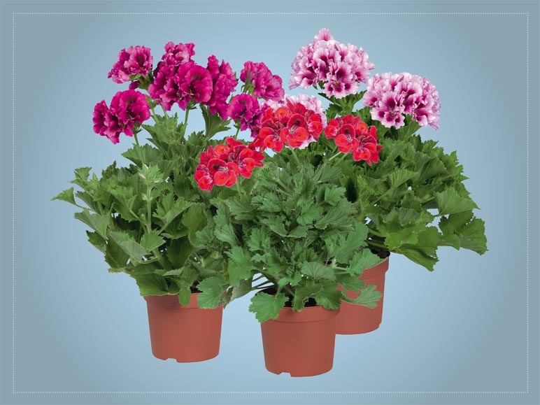 Pélargonium à grandes fleurs (dès 31.3.)