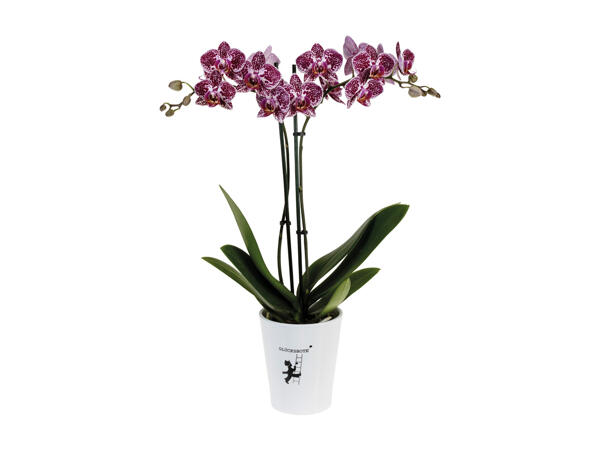 Phalaenopsis