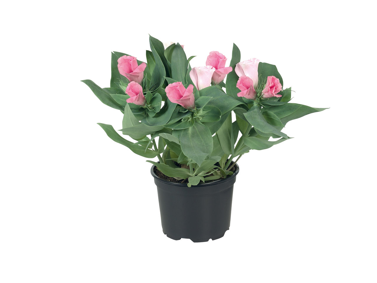 Eustoma
