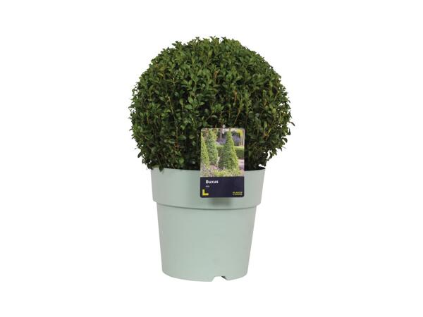 Extra Large Buxus Ball