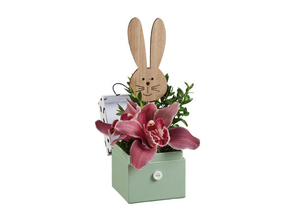 Orchid in Decorative Pack