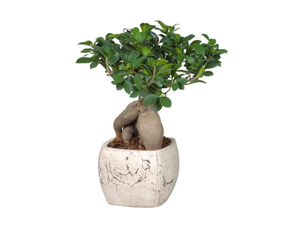 Ficus Ginseng i firkantet keramikpotte