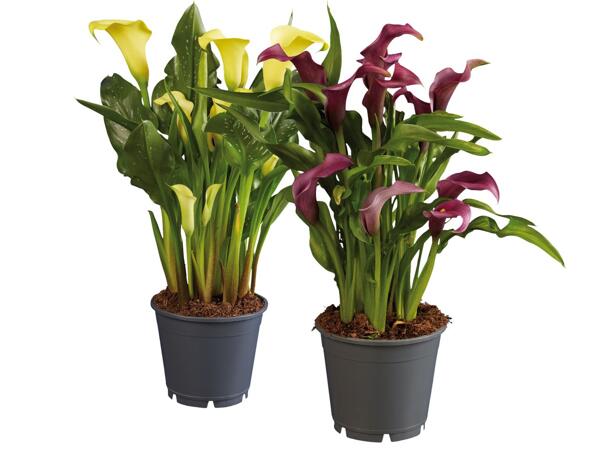Calla