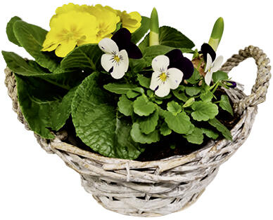 FRÜHLINGS ARRANGEMENT