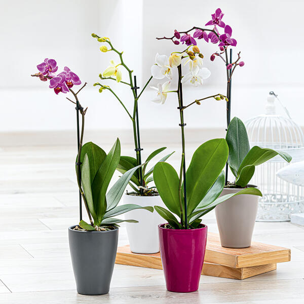 Midi-Phalaenopsis