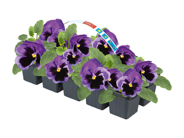 Forårsblomster i 10'er bakke