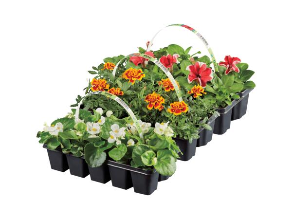 Fröplantor