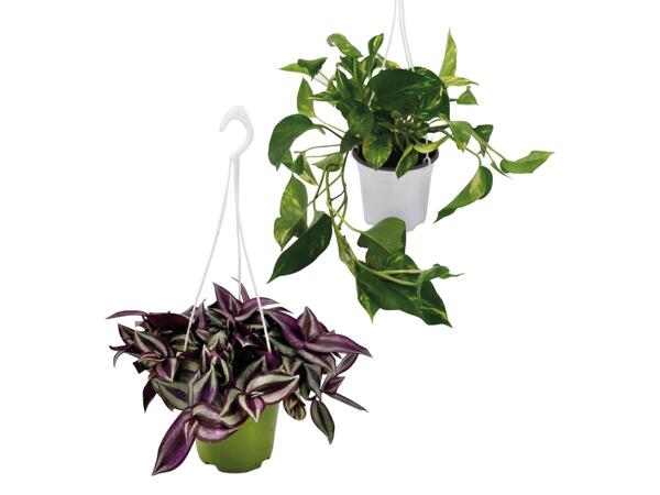 Hanging plants